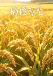 稻穗有光